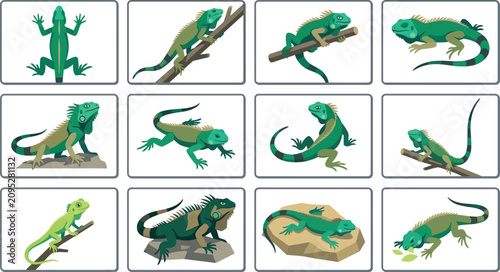 Set of green iguana lizard illustrations in various poses and positions isolated on a clean white background vector