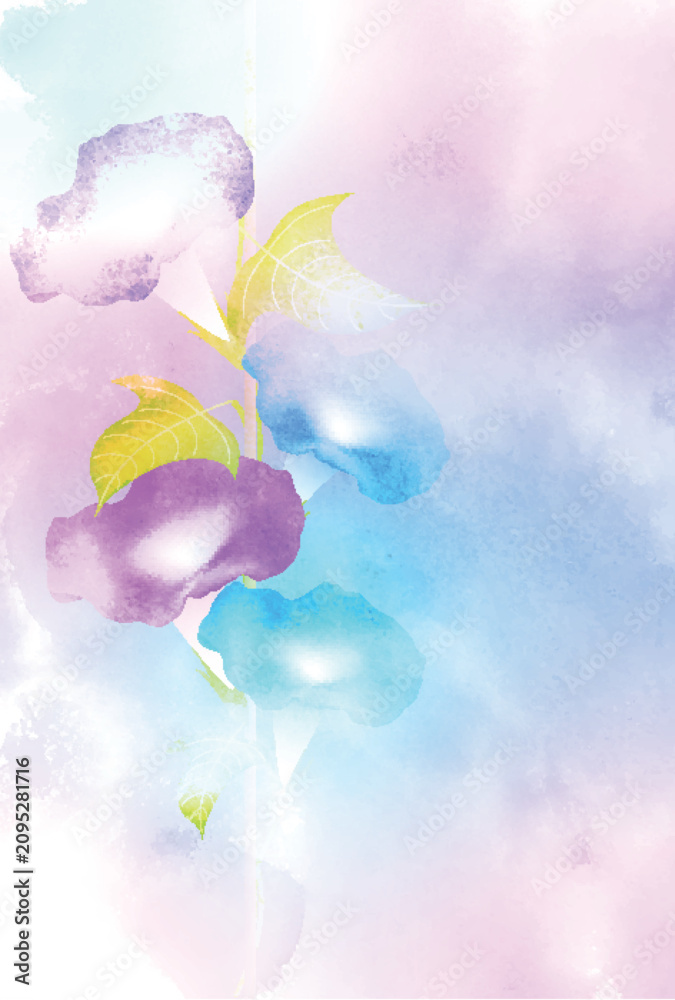 Obraz premium Soft Watercolor Illustration of Morning Glory Flowers