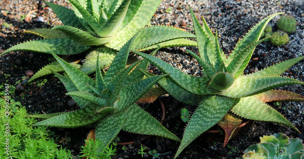 Fototapeta premium A medium, eye-level shot of several zebra aloe plants growing in a tropical garden.