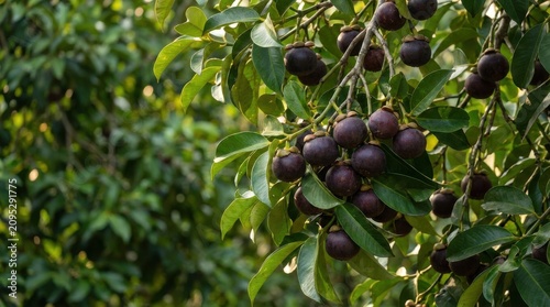 Fresh Ripe Mangosteens Hanging on Tree in Tropical Orchard, Organic Superfood Harvest Background, Website Banner Hero Header with Copy Space
