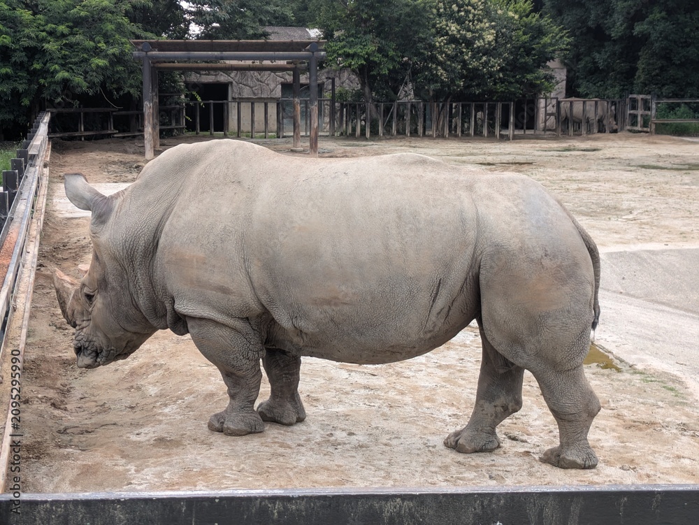 Obraz premium White rhinoceros standing in a zoo enclosure, side profile