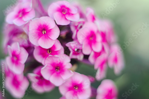pink phlox with a blurred background                        