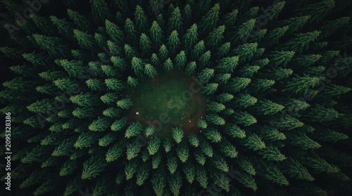 Aerial evergreen forest clearing with radial trees creating serene pattern
