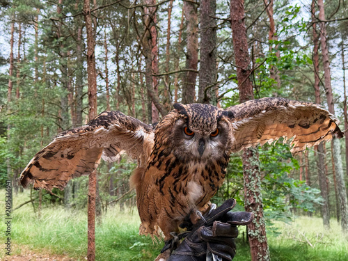 Cuadro en lienzo Eurasian eagle-owl Bubo bubo spreads its huge wings on a falconer's leather glove