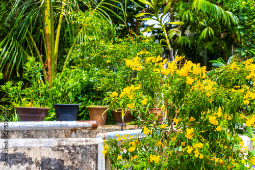 Tropical Thai garden paradise with palms flowers and lush plants Thailand.