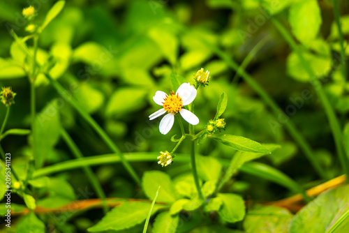 Delicate tropical blossoms growing naturally throughout lush green garden grass Thailand.