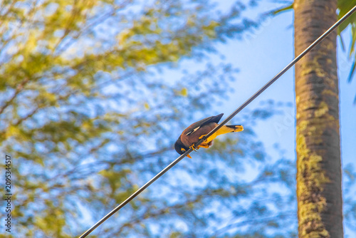 Thai myna bird perched calmly on power line above tropical forest Thailand.