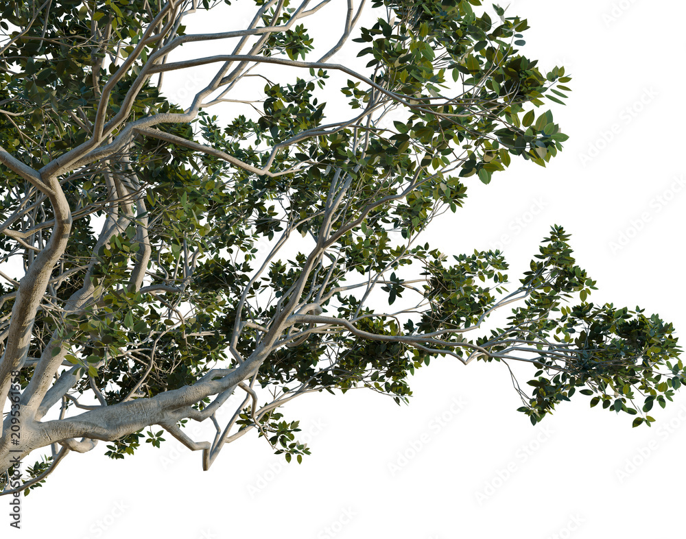 Fototapeta premium Ficus macrophylla tree, corner view, cutout, isolate, transparent background, Detailed Branch of a Lush Green Tree with Intricate Foliage - Perfect for Nature Backgrounds
