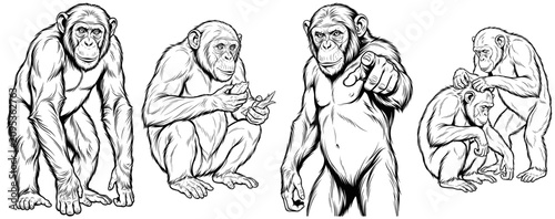 Obraz na płótnie Chimpanzee primate set