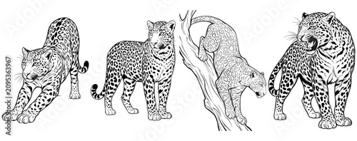 Photography Leopard illustration set
