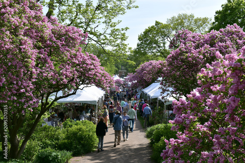 Lilac Festival with
Blooming Spring Flowers.
