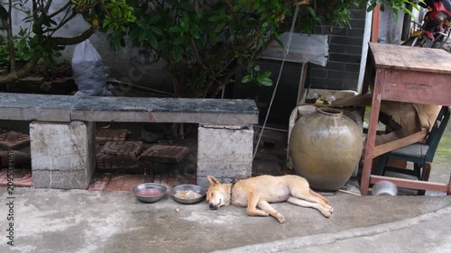 A Chinese pastoral dog (Tugou) sleeping. The dog is attached to a metal chain resting next to its metal food and water bowls in a village in rural China.