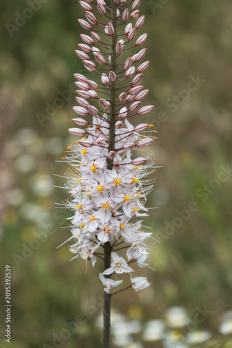 Close Up of Blooming Foxtail Lily Flower with Delicate White Blossoms
