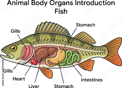 Obraz na plátně An anatomical diagram of a fish showing internal organs like the gills heart liv