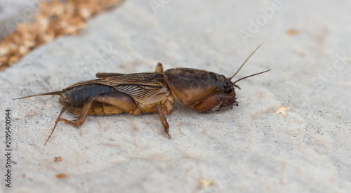Fotografie European mole cricket or Gryllotalpa gryllotalpa crawling outdoor