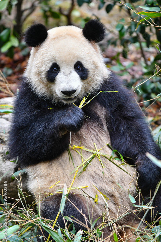 Obraz premium Giant panda eating bamboo at Chengdu, China.