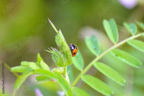 Foto A ladybug basking in the spring light on the grass