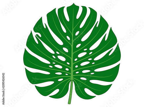 Obraz na plátne Green Monstera Leaf with Natural Holes.