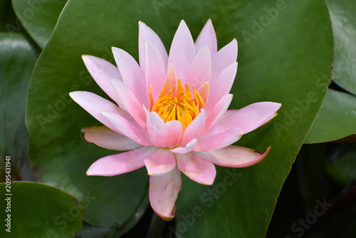 Photos スイレンの花