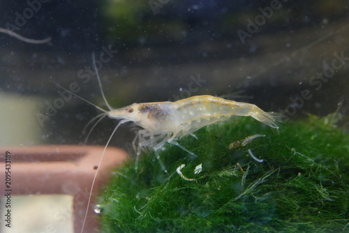 Foto Ghost Shrimp on Green Moss Nature Close Up Shot