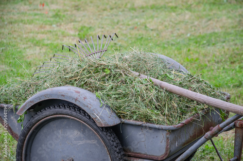 Wheelbarrow Filled with Freshly Cut Grass and Rake in Garden