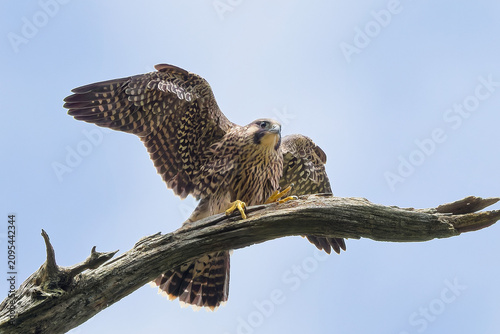 Bild auf Leinwand 木の上で翼を広げるハヤブサ(Peregrine Falcon)幼鳥
