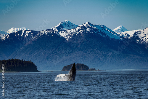Photography Humpback whale breaching in front of snow-capped mountains, Icy Strait Point, Al