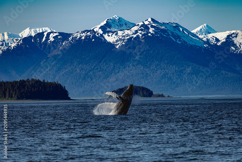 Photography Humpback whale breaching, high jump, in front of snow-capped mountains, Icy Stra