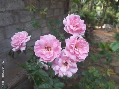 Fotografie Beautiful Pink Damask Roses Blooming in a Garden with a Stone Wall Background