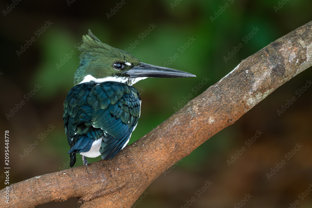 Obraz premium Amazon Kingfisher - Chloroceryle amazona, beautiful green and white kingfisher from New World fresh waters, Pantanal, Brazil.