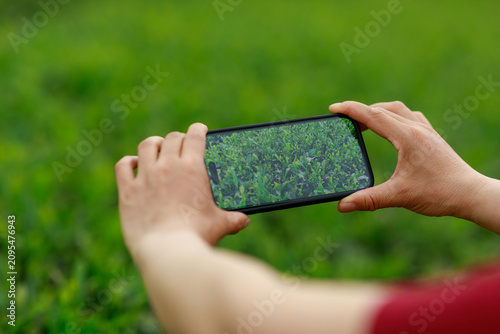 Fotografie Using smart phone taking photo of geen tea shoots in spring ,China
