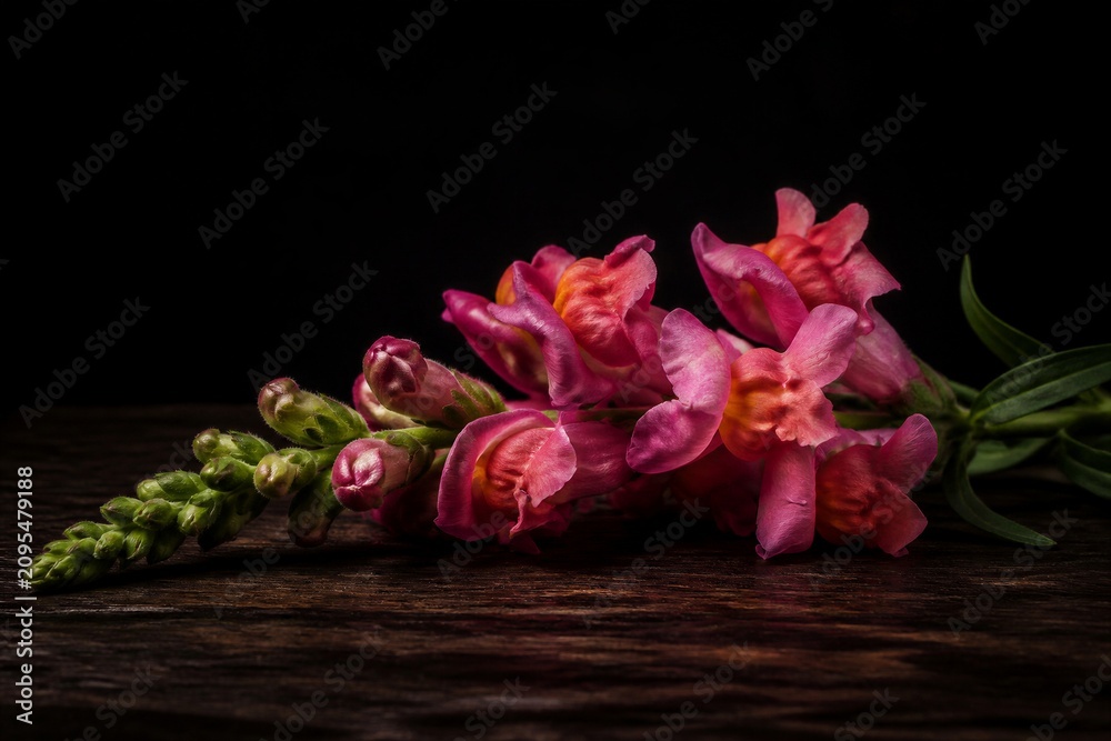 Fototapeta premium Pink snapdragon flowers resting on dark wooden surface