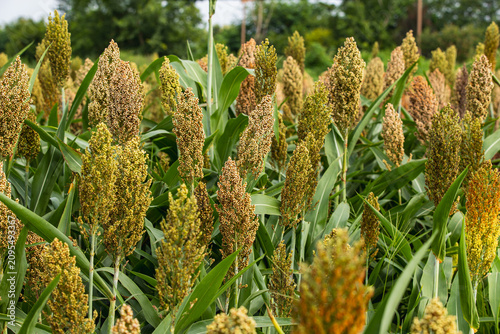 Jowar grain sorghum crop farm
