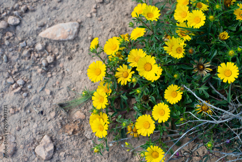 Bright yellow wildflowers bloom on rocky soil in a natural outdoor setting, showcasing vibrant petals and green foliage