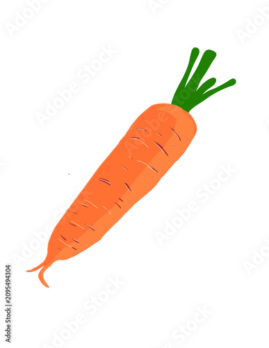 Fresh Carrot Illustration