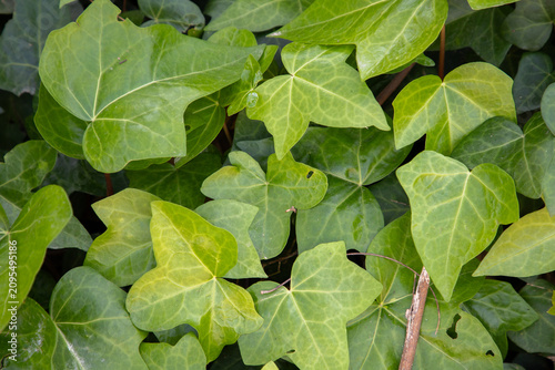 Green ivy leaves with varying shades and textures, densely clustered together in a natural setting, showcasing their unique shapes and patterns
