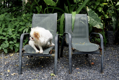 Chihuahua dog sitting on chair in garden