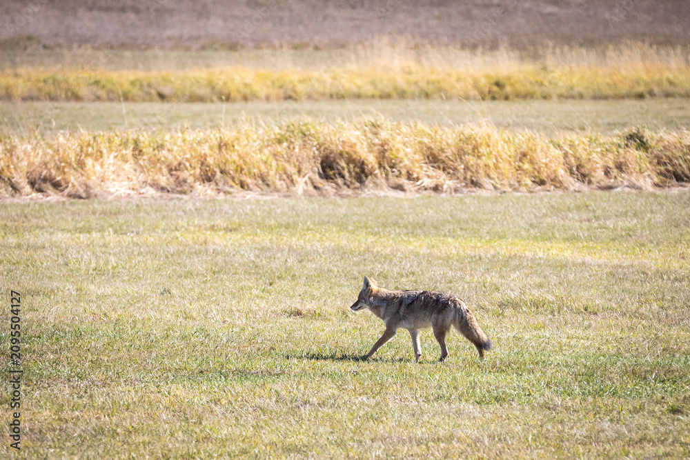 Fototapeta premium Coyote Walking Across Open Grassland Field with Dry Reeds in Bac