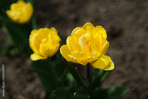 Photography A closeup of yellow Monte Carlo tulips in a spring flower garden.