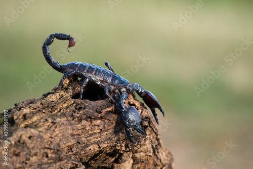 Fotografie Close-up of a dangerous dark emperor scorpion perched on rough textured tree bar