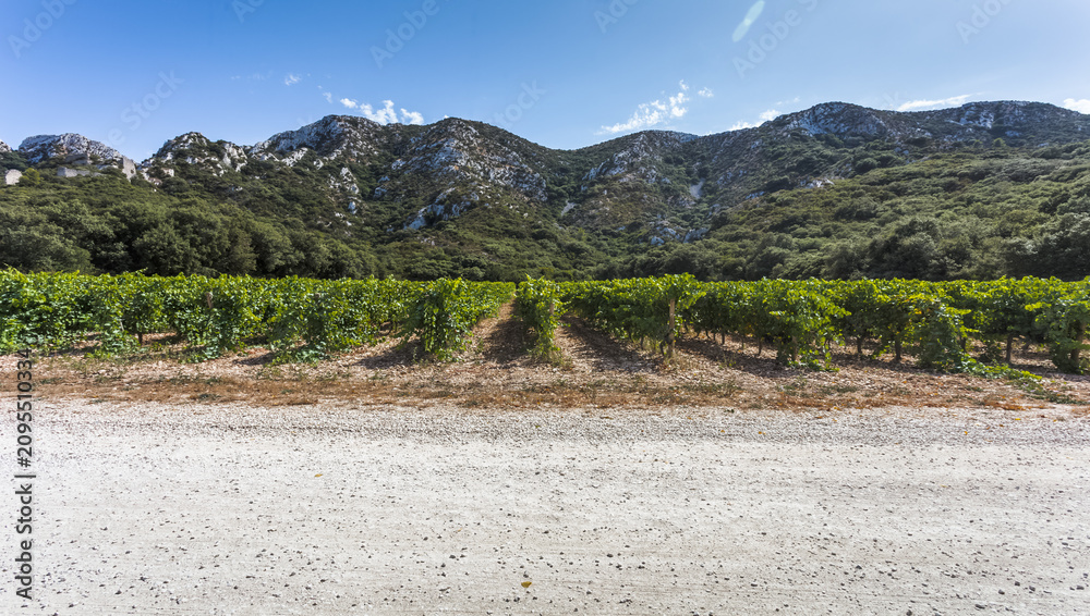 Obraz premium Vignes des Alpilles
