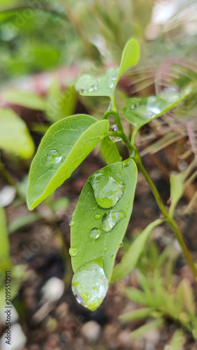 Fresh green leaves covered with crystal clear water droplets after a heavy rain shower.