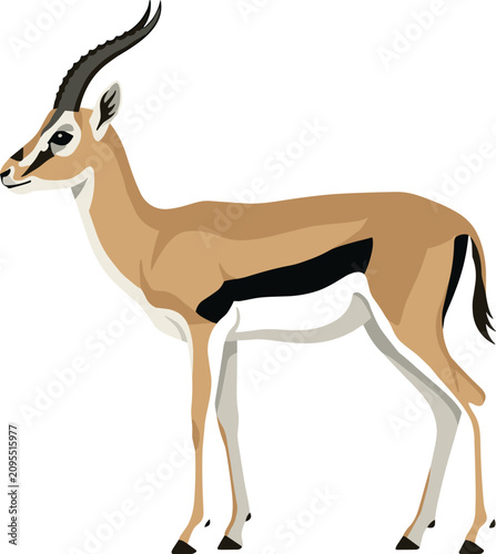 Canvas Print Thomson gazelle vector illustration standing isolated on white background africa