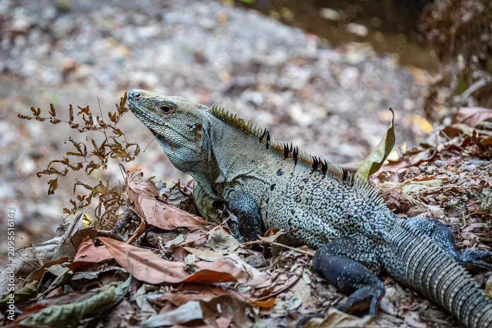 Fototapeta premium Schwarzleguan im Dschungel von Costa Rica