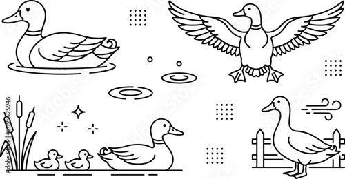 Mallard duck wildlife line art vector icon bundle featuring flying ducks swimming mother duck ducklings reeds and pond graphics