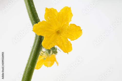 　胡瓜の花　　白バック