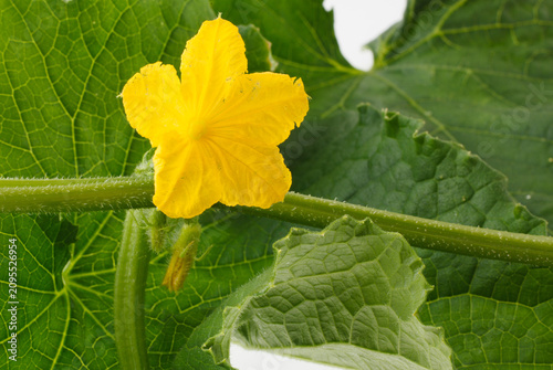 　胡瓜の花　　白バック