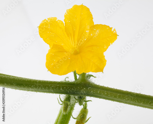 　胡瓜の花　　白バック