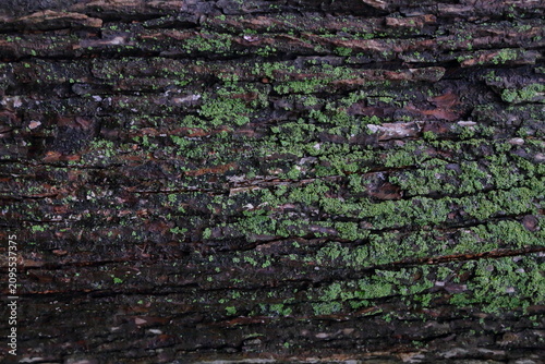 Obraz na płótnie Moss covered Japanese elm bark texture background