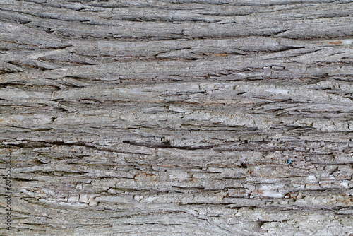Black Locust Bark Texture Background (Robinia pseudoacacia)